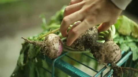 Turnip crops farmer pestacide Stock Footage