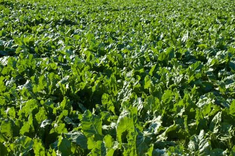 Turnip field Stock Photos