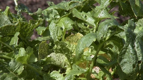 Turnip in the ground Stock Footage 115753539