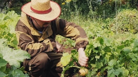 Turnip harvest Stock Footage 114652412