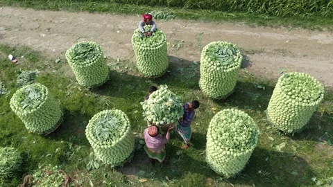 Turnip Harvesting Video stock 252016531