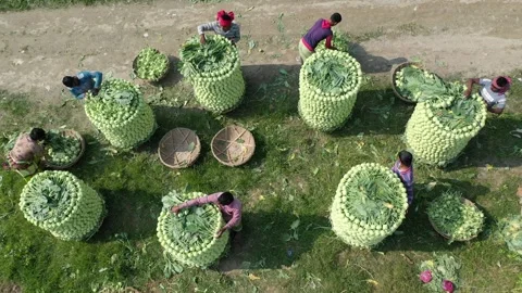 Turnip Harvesting Stock Footage 252016867