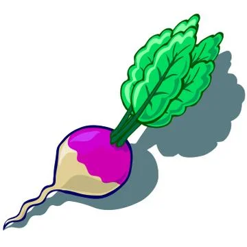 Turnip Stock Illustration