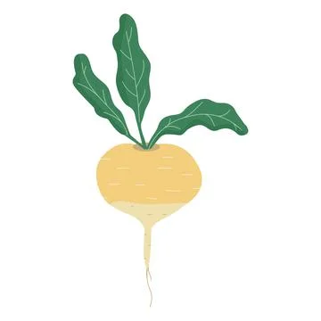 Turnip isolated on white background, eco food Stock Illustration