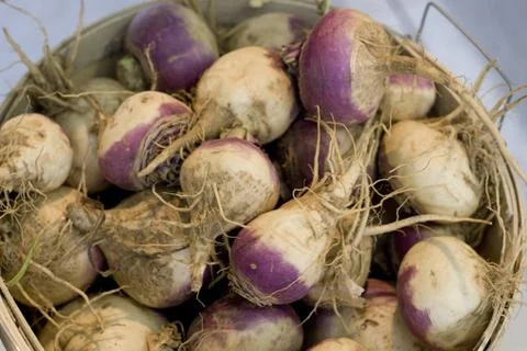 Turnip Stock Photos