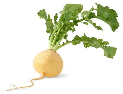 Turnip Stock Photos