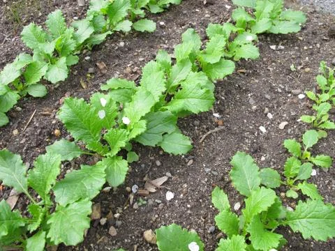 Turnip rape in garden Foto stock