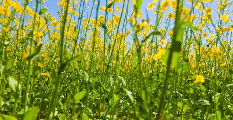 Turnip rape Stock Photos