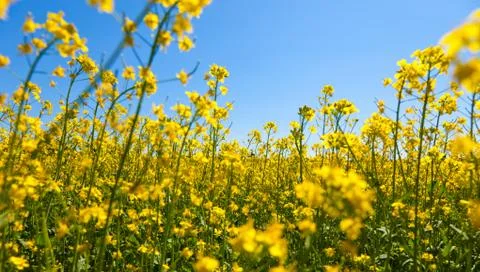 Turnip rape Stock Photos