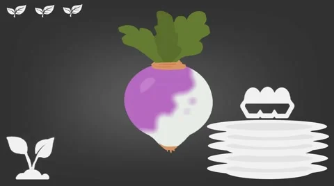Turnip  - Vector Graphics - Food Animation - grey Stock Footage 61293343