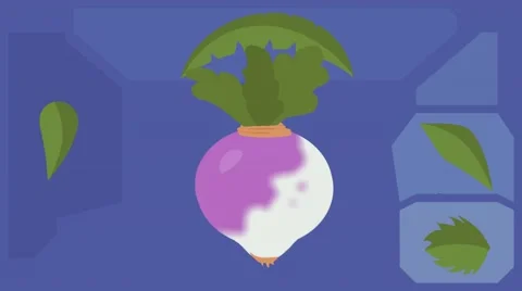 Turnip  - Vector Graphics - Food Animation - leaves 02 Stock Footage 61293351