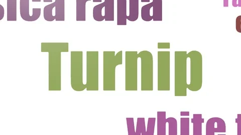 Turnip Word Cloud Animated On White Background Stock Footage 107209162