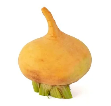 Turnip yellow root with a long tail on a white background Stock Photos