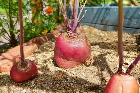 Turnips growing in container in vegetable garden Stock Photos