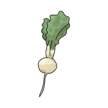 Turnips illustration 스톡 일러스트