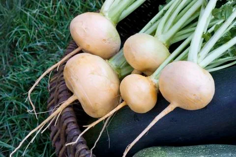 Turnips lying in a basket Stock Photos