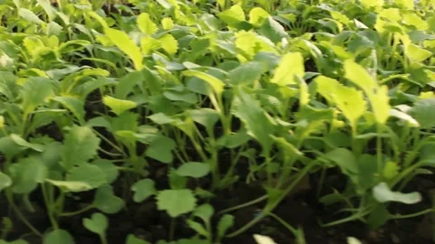 Turnips in my greenhouse Stock Footage 236511218