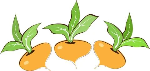Turnips on a white background. Stock Illustration