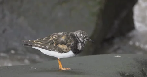 Turnstone and rushing waves, 4K slomo Stock Footage 246491158