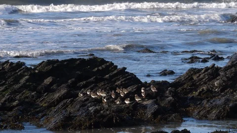 Turnstone Areneria interpres small flock at rest on rocks zoom in Stock Footage 108070570