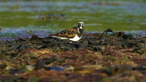 A Turnstone Bird Looks at the Camera Stock Footage 156801937