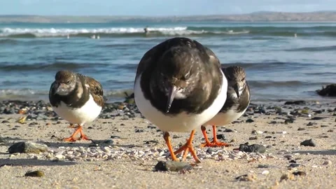Turnstone Birds 스톡 동영상 229715980