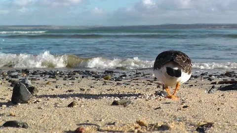 Turnstone Birds 스톡 동영상 229716016