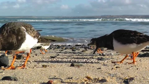 Turnstone Birds Video stock 229716017