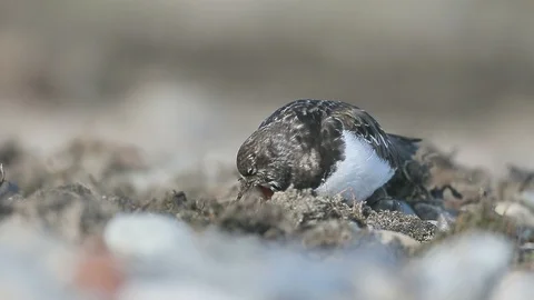 Turnstone G9512 Stock Footage 98318981