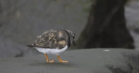 The Turnstone has slipped, 4K slomo Stock Footage 246489574