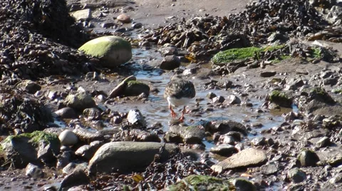 Turnstone looking for food on the beach between small rocks and seaweed. Stock Footage 4280667