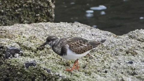 Turnstone looking for insects, as the ocean laps over the rocks. Isle of Skye Stock-Footage 248160491