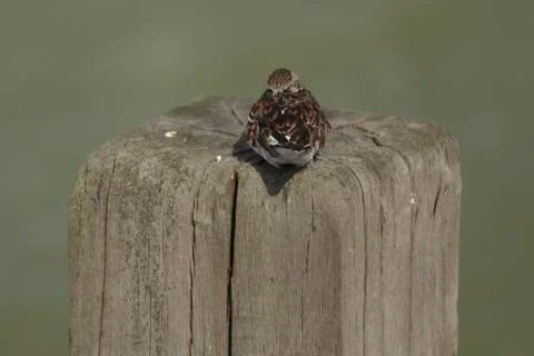 Turnstone Stock Photos