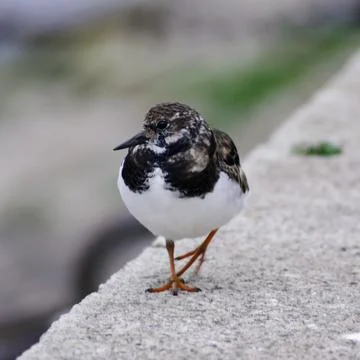Turnstone by the shore Stock Photos