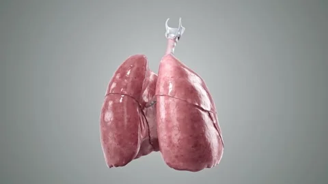 Turntable 3d animation of human lungs 스톡 동영상 196781146