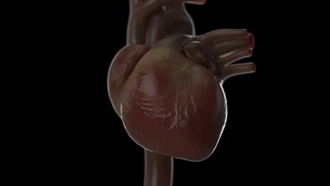 Turntable Loop Beating Heart Stock Footage 93429687