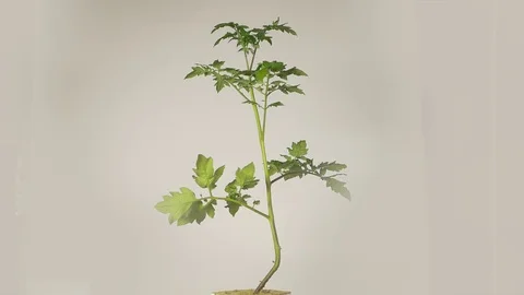 Turntable tomatoplant 01 Video stock 74442153