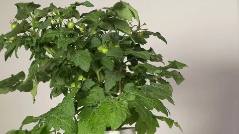 Turntable tomatoplant 02 Video stock 74442226