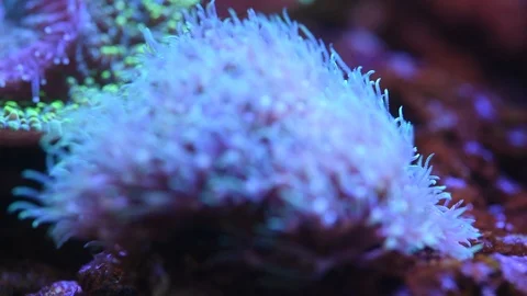 Turqoise star polyp coral Stock Footage 87064826