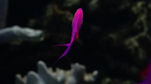 Turquiose fish Stock Footage 10709957