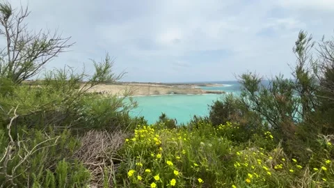 Turquoise bay framed through yellow wildflowers coastal shrubs sandy headland Видео 343677716