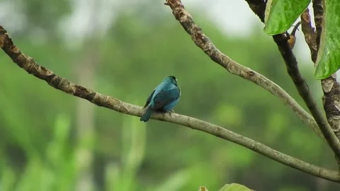 Turquoise bird on branch with rainforest. Stock Footage 304975089