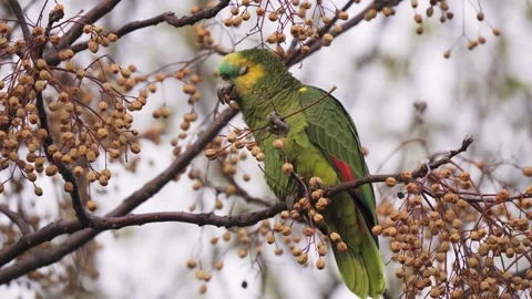 Turquoise blue fronted amazon parrot perched on tree cracking seed berry 스톡 동영상 242545347