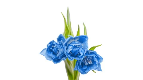 Turquoise blue tulips bloom on a white background, time lapse, beautiful Stock Footage 170665189