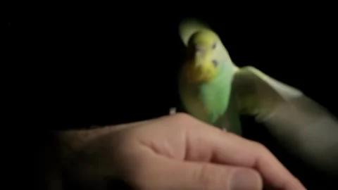Turquoise Budgie Perched on Hand Under Spotlight Slow Motion Video stock 329804933