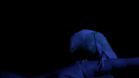 Turquoise Budgie Under Blue Spotlight Slow Motion Video stock 329804899