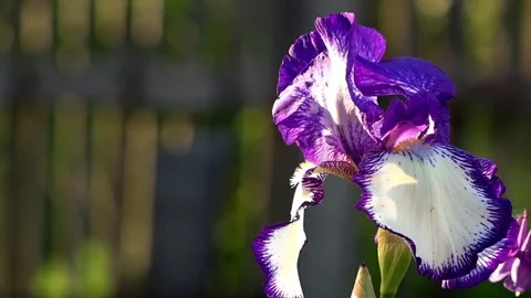 Turquoise color of iris, the most common. Favorite flower of breeders, iris. Stock Footage 76424065