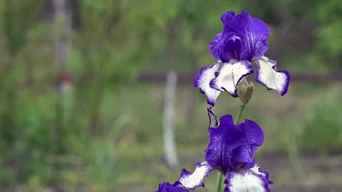 Turquoise color of iris, the most common. A beautiful decorative flower. Stock Footage 76454281