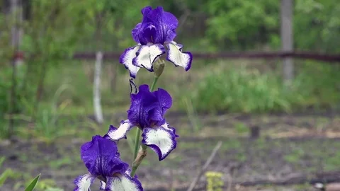 Turquoise color of iris, the most common. A beautiful decorative flower. Stock Footage 76454286