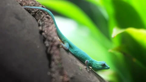 Turquoise colored lizard turns head close up Video stock 211231537
